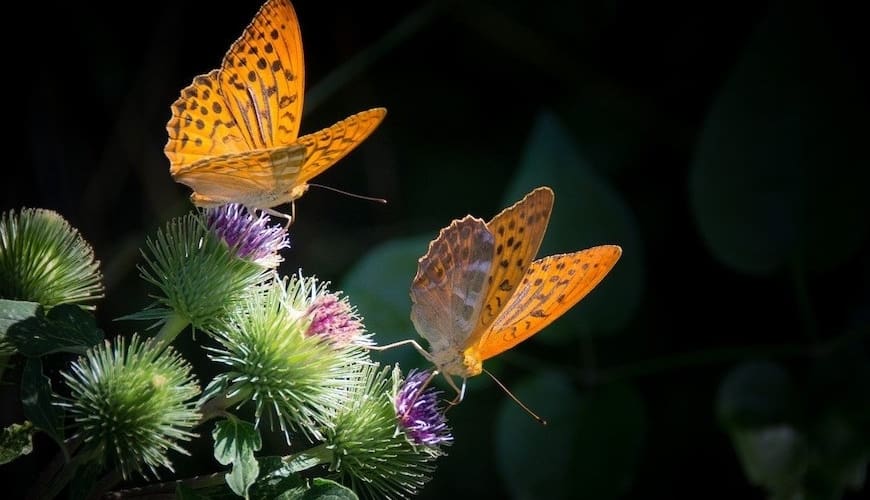 <?php
$meta_title = 'Beginners Guide to Butterflies';
$meta_description = 'In this beginners guide to butterflies, we cover what a butterfly is, the different types of butterflies, and how you can encourage them to visit your garden.';
$meta_followindex = 'index,follow';
$last_updated = '2020-08-20';
require('header.php');
?>

<?php
require('nav.php');
?>
        
        <!--==========Single Blog Area==========-->
        <section class=