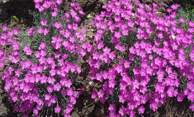 Ground cover plants
