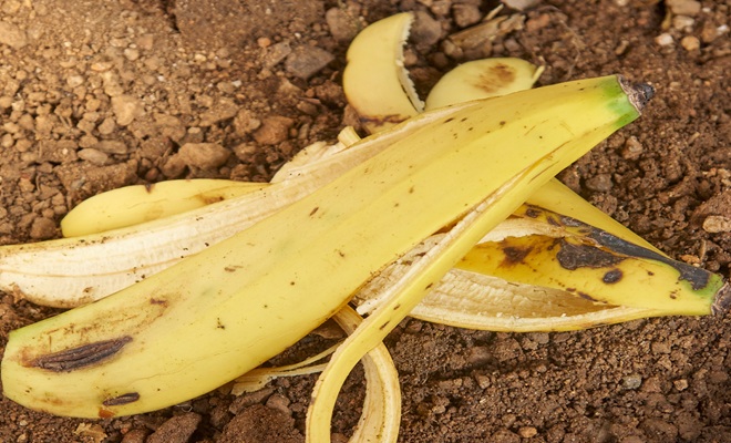 Banana peel on soil