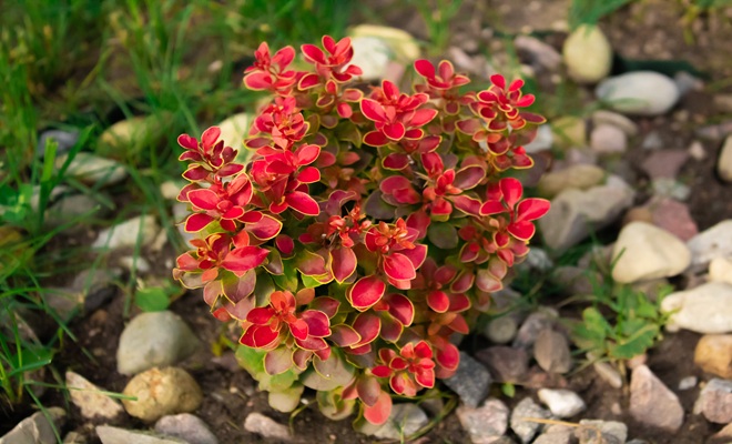 Pebbles around plant