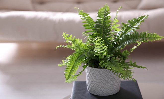 Boston fern