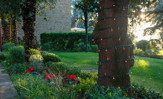 Lights wrapped around trees