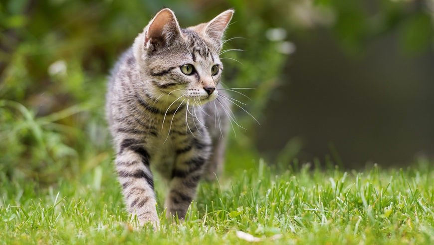 Cat in garden
