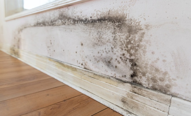 Damp under window