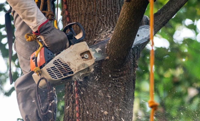 Cutting large tree branches with a chainsaw