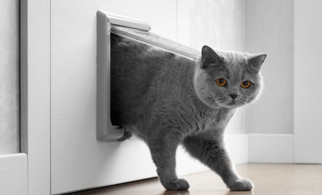 Square cat flap