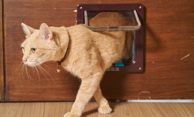 Ginger cat flap