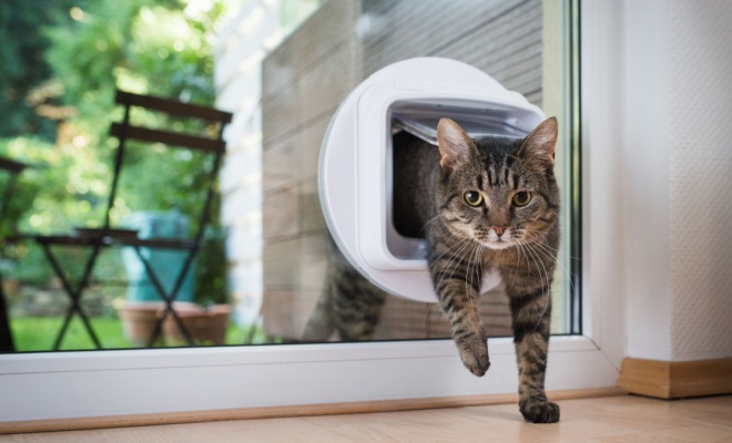 Cat climbing through cat flap