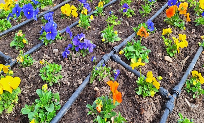 Drip irrigation and pansies
