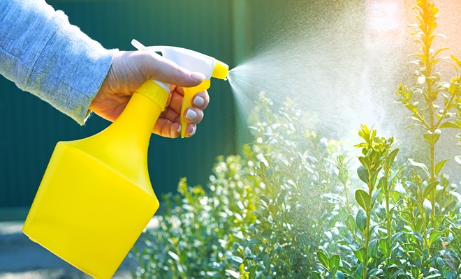 Hand spraying garden