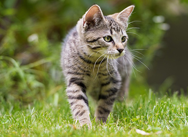cat on the lawn