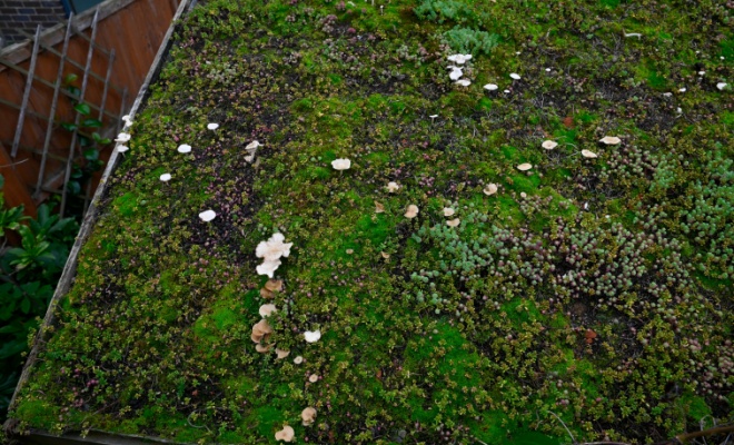 green roof