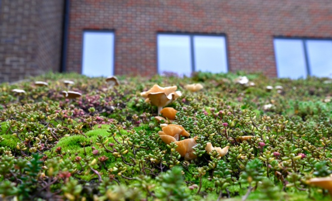 green house roof