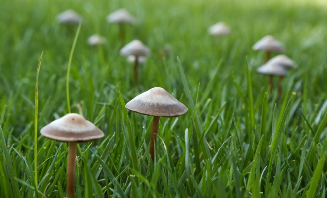 Toad Stool