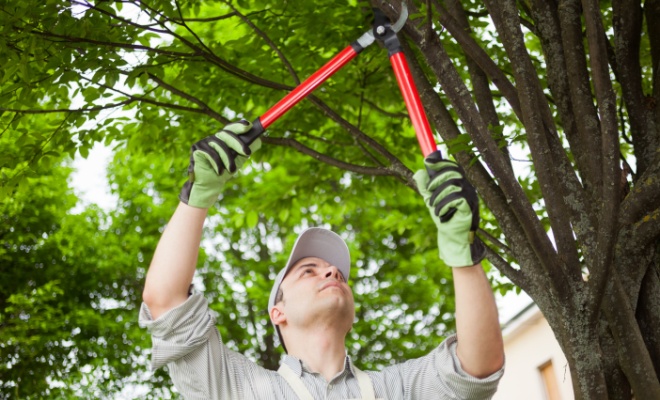 Cutting tree branches