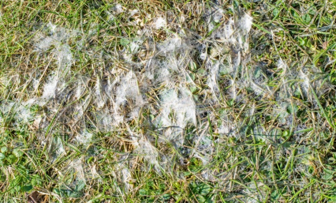 Snow Mould