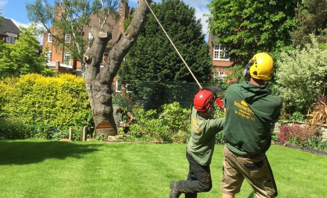 Removing a tree with an electrical saw