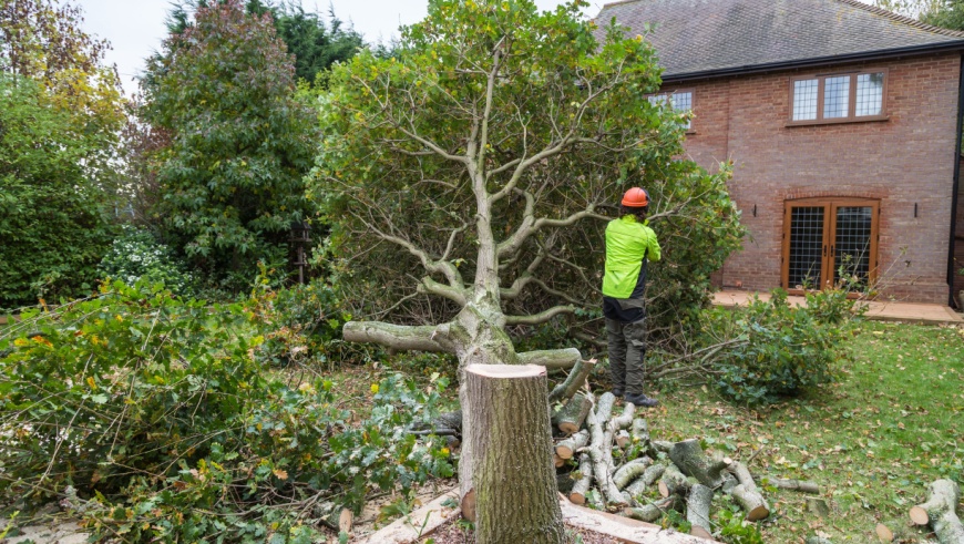 Tree Felling