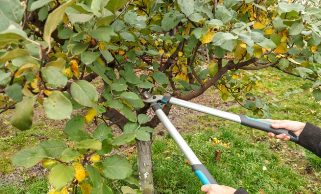 Tree trimmers cutting tree