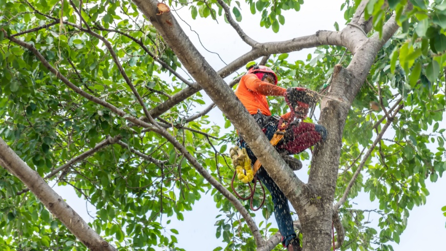 Man trimming a tree