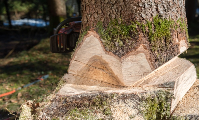 tree felling wedges