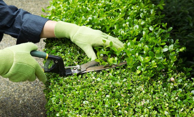 maintaining a garden