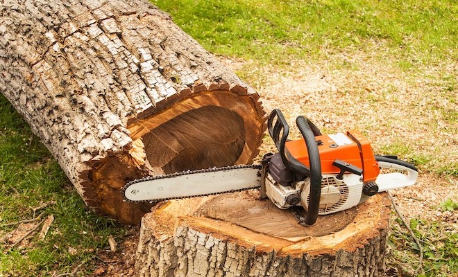 Removing a tree with an electrical saw