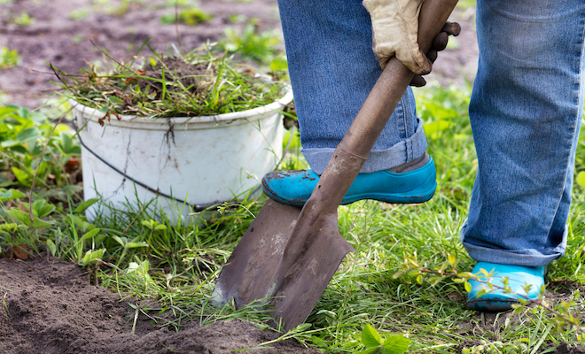 person weeding a garden