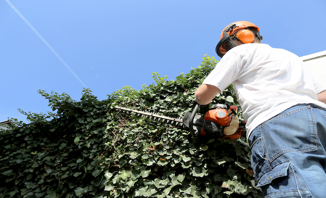 person cutting top od hedge