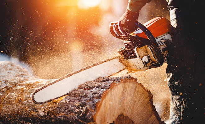 tree being felled