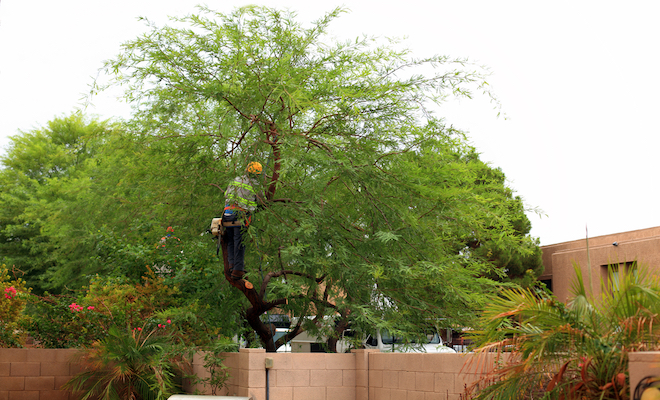 Tree surgeon cutting tree