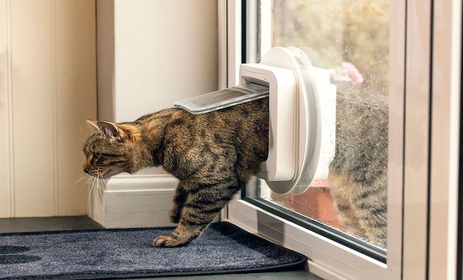 Cat climbing through cat flap