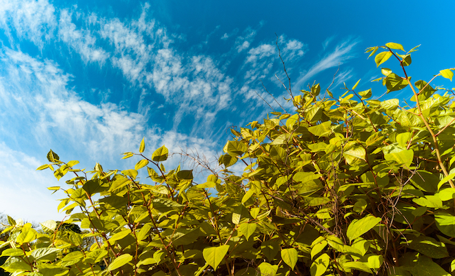 bushes of Japanese knotweed