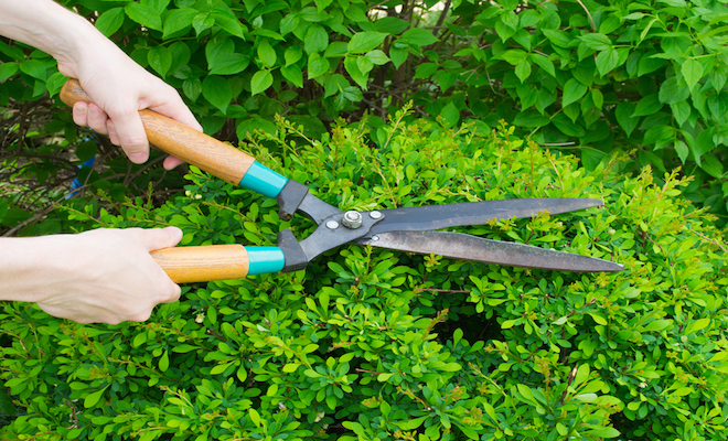 Tree trimmers cutting tree