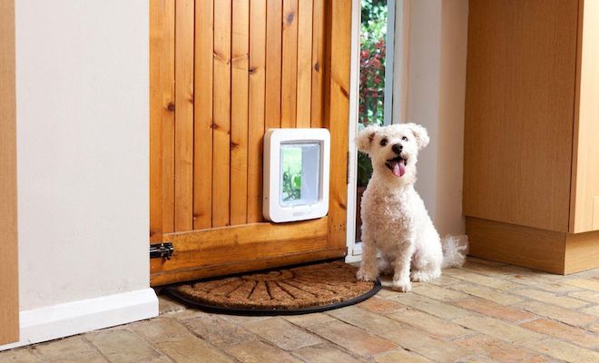 Dog sat next to pet flap