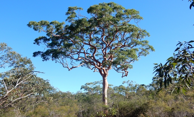 Large tree