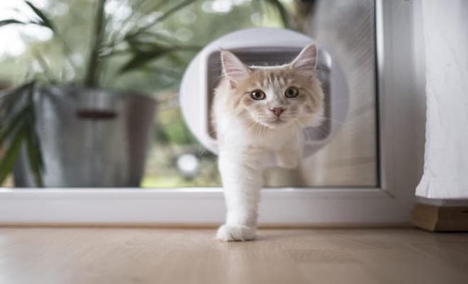 Circle cat flap