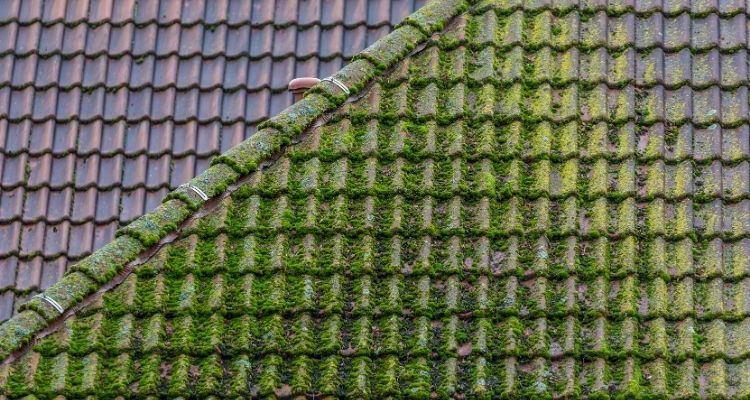 Roof moss removal