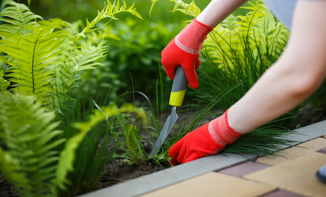 someone removing weeds from garden with trowl