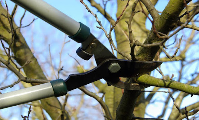 Cutting tree branches