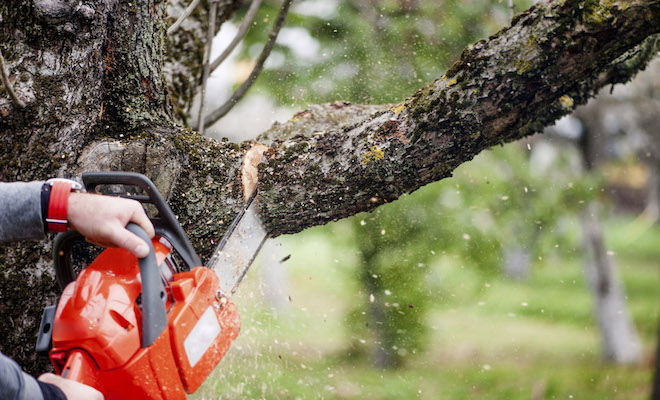 Cutting large tree branches with a chainsaw