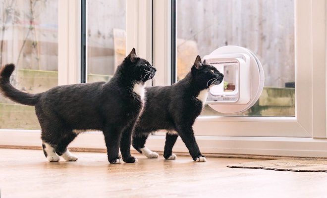 Two cats next to a cat flap