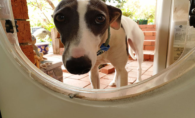 Dog flap