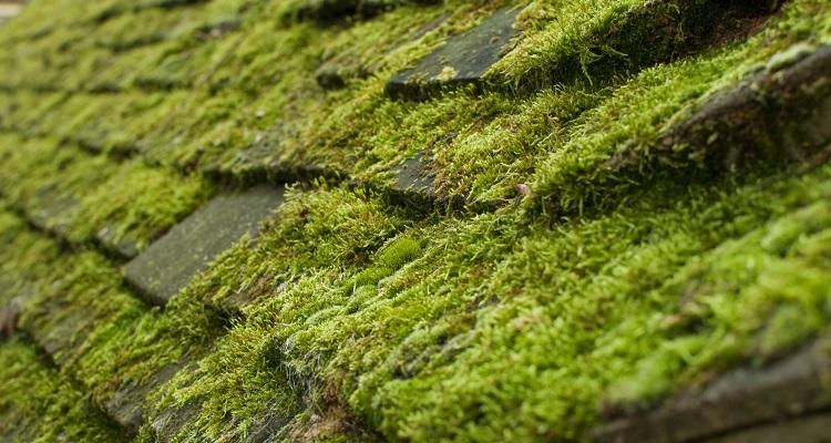 moss damaged roof