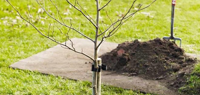 Planting a new tree