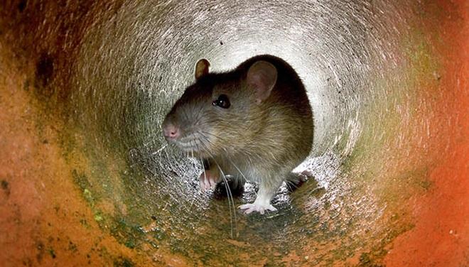 rat in drain