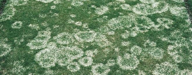 Snow Mould