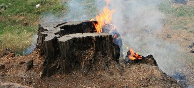 tree stump burning