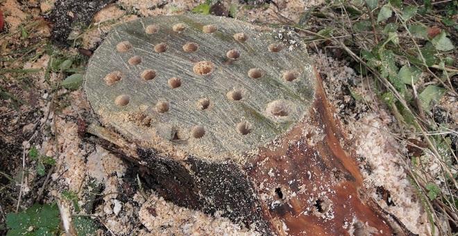 chemical stump removal