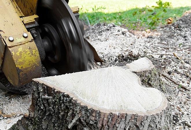 tree stump grinding